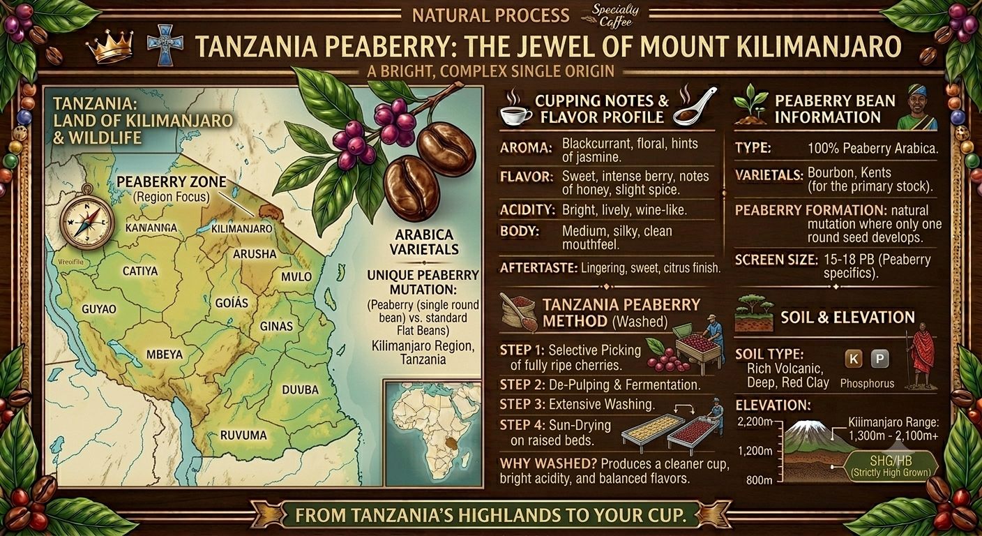 Tanzania Peaberry